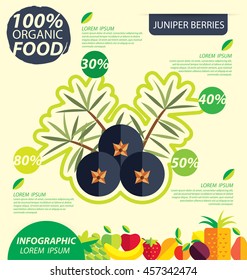 Juniper berries. Infographic template. vector illustration.