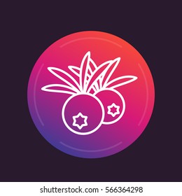juniper berries linear icon, vector illustration