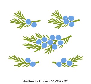 Juniper berries logo. Isolated Juniper berries on white background