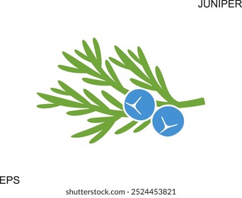 Juniper berries logo. Isolated Juniper berries on white background