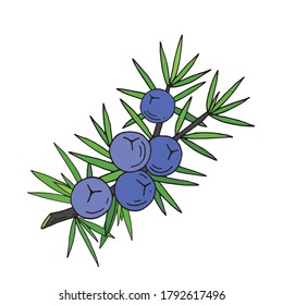 Juniper berries on a branch with green leaves. Vector hand drawing isolated on a white background.