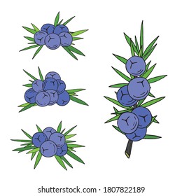 Juniper berries on a branch with green leaves. Vector hand drawing isolated on a white background.