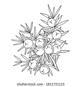 Juniper berries on a branch with green leaves. Vector hand drawing isolated on a white background.