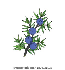 Juniper berries on a branch with green leaves. Vector hand drawing isolated on a white background.