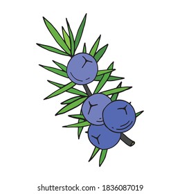 Juniper berries on a branch with green leaves. Vector hand drawing isolated on a white background.