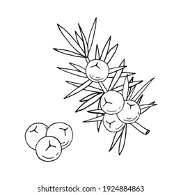 Juniper berries on a branch with green leaves. Vector hand drawing isolated on a white background.