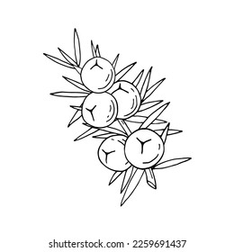 Juniper berries on a branch with green leaves. Vector hand drawing isolated on a white background.