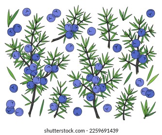 Juniper berries on a branch with green leaves. Vector hand drawing isolated on a white background. svg