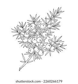 Juniper berries on a branch with green leaves. Vector hand drawing isolated on a white background. svg