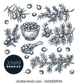 Juniper berries on branch and in wooden basket, sketch vector illustration. Spice, aromatherapy, natural herbal medicine coniferous plant. Hand drawn isolated design elements.