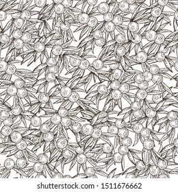 Juniper berries seamless pattern. Berries ans leaves of juniper isolated on white background. Vector illustration. Vintage engraving. Black and white graphic design.