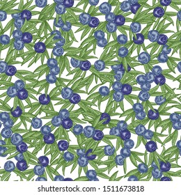 Juniper berries seamless pattern. Colorful berries ans leaves of juniper isolated on white background. Vector illustration. Vintage engraving.