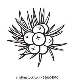 Juniper berries, sketch style vector illustration isolated on white background. Realistic hand drawing of juniper berries, evergreen plant used for making gin, spicing and seasoning