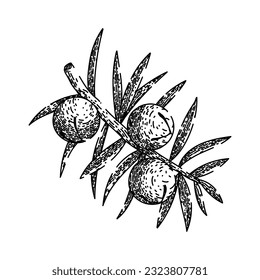 juniper berry branch hand drawn. gin illustration, vector botanical, plant tree, vintage drawing, leaf label juniper berry branch vector sketch. isolated black illustration svg