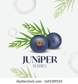 Juniper Berry  Essential Oils for skincare  svg