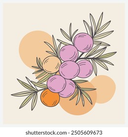 Juniper Berry Fruit Vector Illustration