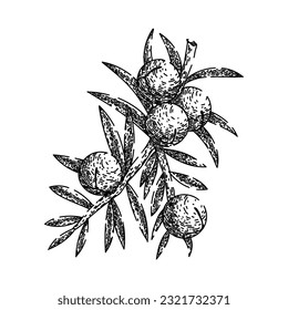 juniper berry gin hand drawn. illustration branch, vector botanical, plant tree, vintage drawing, leaf label juniper berry gin vector sketch. isolated black illustration