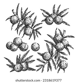 juniper berry gin set hand drawn. illustration branch, vector botanical, plant tree, vintage drawing, leaf label juniper berry gin vector sketch. isolated black illustration svg