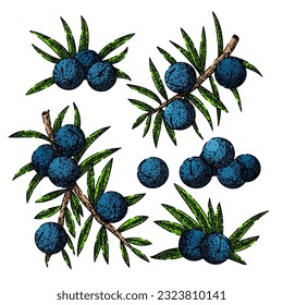 juniper berry gin set hand drawn. illustration branch, vector botanical, plant tree, vintage drawing, leaf label juniper berry gin vector sketch. isolated color illustration