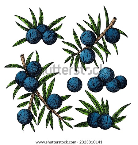juniper berry gin set hand drawn. illustration branch, vector botanical, plant tree, vintage drawing, leaf label juniper berry gin vector sketch. isolated color illustration