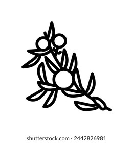Juniper Berry  icon in vector. Logotype
