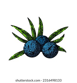 juniper berry leaf hand drawn. gin illustration, branch vector, botanical sketch, tree vintage, drawing label juniper berry leaf vector sketch. isolated color illustration