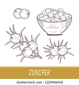 Juniper. Berry, leaves, bowl. Set. Sketch. 