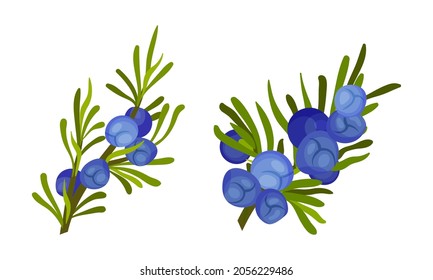 Juniper berry sprigs with green narrow leaves set. Cosmetics and medical herbal plant vector illustration
