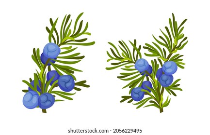 Juniper berry twigs set. Fresh ripe wild wild berries, medical herb ingredient vector illustration