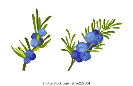Juniper berry twigs set. Fresh ripe wild berries sprigs vector illustration