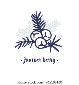 Juniper Berry Vector Drawing. Isolated Illustration Of Berry On Branch. Juniper Berry Logo.