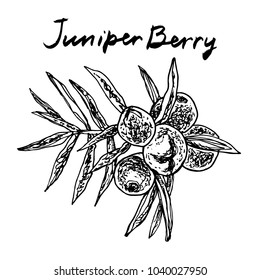 Juniper berry. Vector hand drawn graphic illustration.