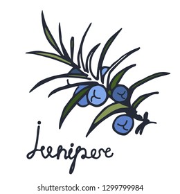 Juniper branch with berries. Hand drawn sketch,graphic element, illustration