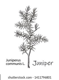 Juniper branch with berries. Hand drawn Juniper herbal illustration in sketch style. Juniper is a medical and food herbal ingredient. Isolated on white background.