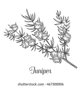 Juniper branch with berries. Hand drawn Juniper herbal illustration in sketch style. Juniper is a medical and food herbal ingredient. Isolated on white background.
