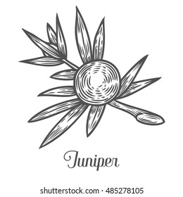 Juniper branch with berries. Hand drawn herbal illustration in sketch style. Juniper is a medical and food herbal ingredient. Isolated on white background.