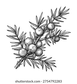 Juniper branch with berries and needles. Isolated ink sketch. Hand-drawn vintage engraving illustration.