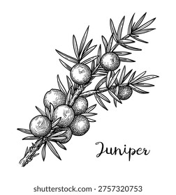 Juniper branch with berries and needles. Isolated ink sketch. Hand-drawn vintage engraving illustration.
