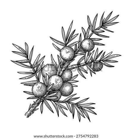 Juniper branch with berries and needles. Isolated ink sketch. Hand-drawn vintage engraving illustration.
