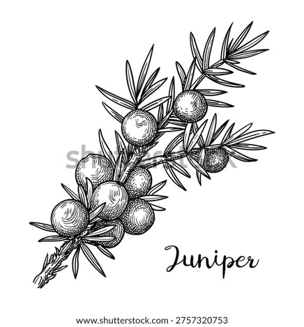 Juniper branch with berries and needles. Isolated ink sketch. Hand-drawn vintage engraving illustration.