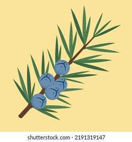 Juniper branch with blue berries