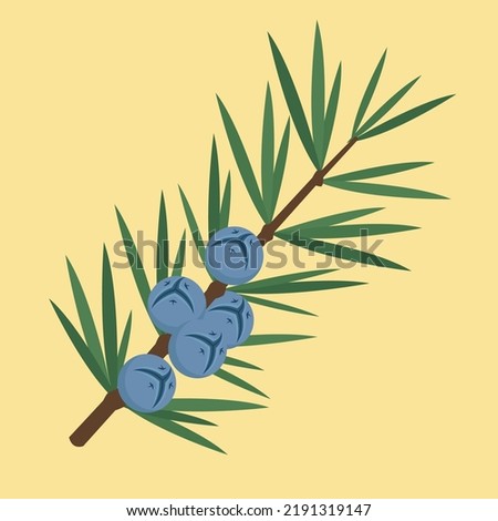 Juniper branch with blue berries