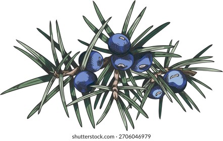 Juniper branch with blue berries hand drawn illustration. Coniferous botanical vector sketch drawing. Evergreen bush plant twig, woody forest scent. Winter Xmas decoration