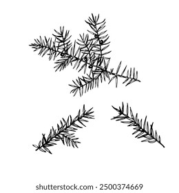 Juniper branches with berries. Black and white illustration in engraving style. Set of vector design elements.