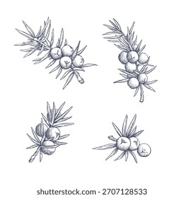 Juniper branches. Hand drawn botanical vector illustration in engraving style
