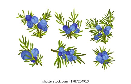 Juniper Branches with Needle Like Leaves and Blue Aromatic Seed Cones Vector Set