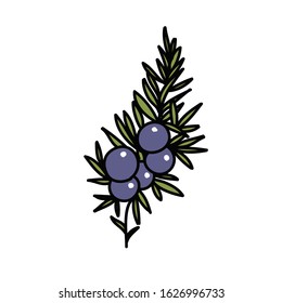 juniper doodle icon, vector illustration