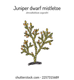 Juniper dwarf mistletoe (Arceuthobium oxycedri), medicinal plant. Hand drawn botanical vector illustration