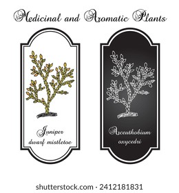 Juniper dwarf mistletoe (Arceuthobium oxycedri), medicinal plant. Hand drawn botanical vector illustration