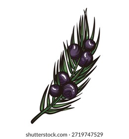Juniper gravado mola botânica com folhas de agulha e bagas escuras no estilo de gravação colorido à mão. Vintage gravura botânica com detalhados linework. Ilustração vetorial.